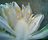 N900 - Flower
